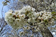 Spettacolo di crocus ai prati della Pigolotta di Valtorta il 22 aprile 2019  - FOTOGALLERY